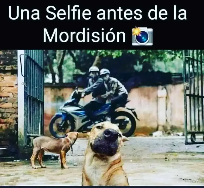 una-selfie-antes-de-la-mordision-406127.webp