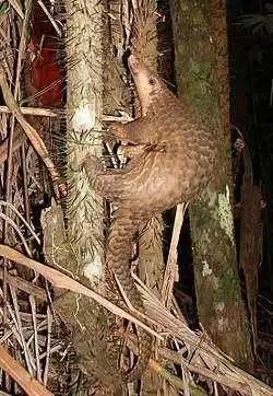 Pangolin_borneo.webp