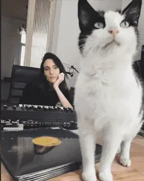 Amelie Lens gato.webp